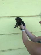 Prodám štěně Yorkšíra mini s PP