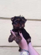 Prodám štěně Yorkšíra mini s PP