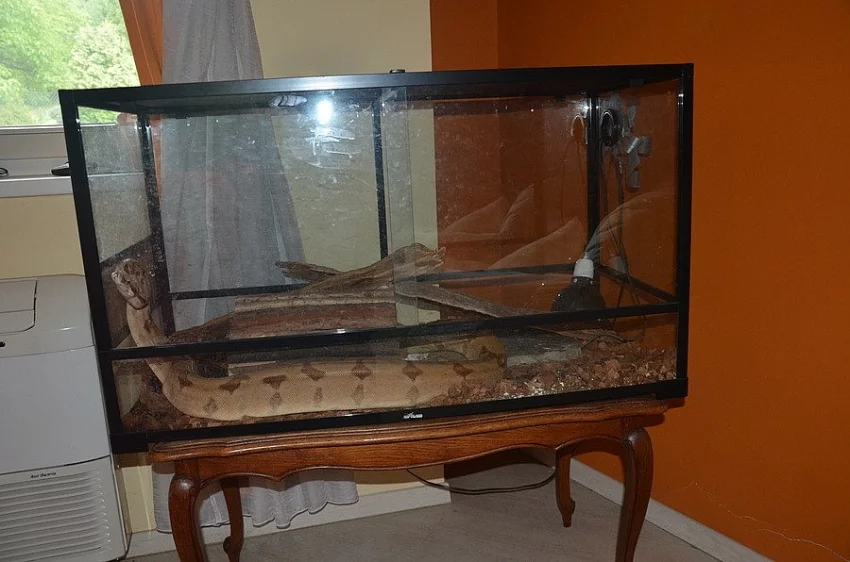 Hroznýš královský, salmon + terárium