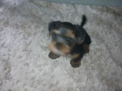 Krásný klučík yorkšírského teriéra