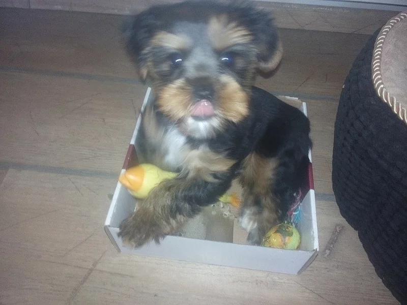 Krásný klučík yorkšírského teriéra