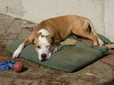 HLEDÁME NOVÝ DOMOV PRO FENKU - DARUJI