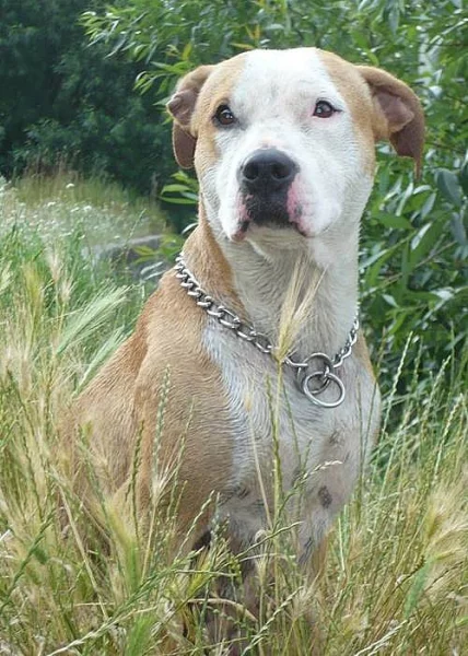 HLEDÁME NOVÝ DOMOV PRO FENKU - DARUJI