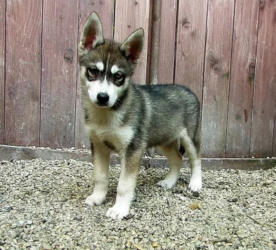 Sibiřský Husky bez PP