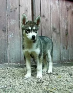 Sibiřský Husky bez PP