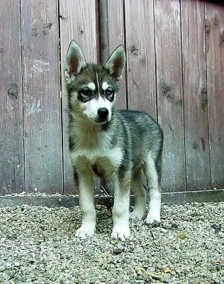 Sibiřský Husky bez PP