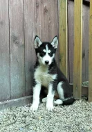 Sibiřský Husky bez PP