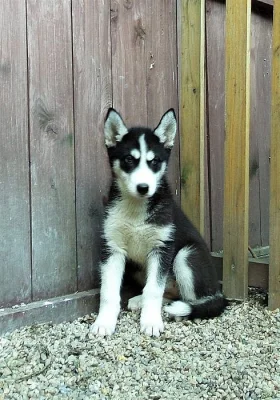 Sibiřský Husky bez PP