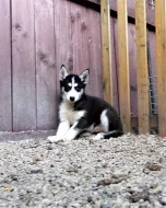 Sibiřský Husky bez PP