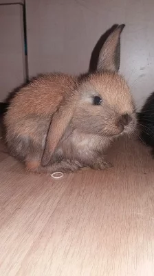 PRODÁM 2 ZAKRSLÉ BERANKY K ODBĚRU IHNED!