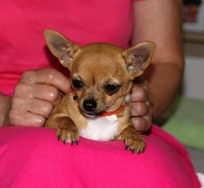 KRÁTKOSRSTÁ ČIVAVA S PP