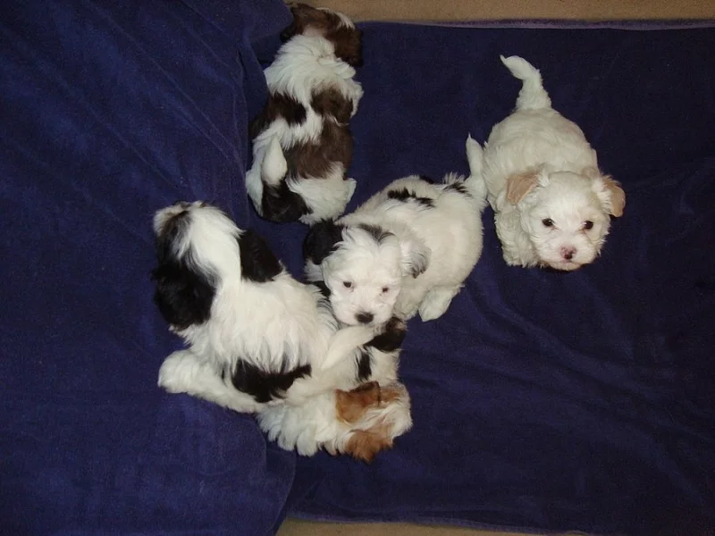 Havanský psík - štěňata