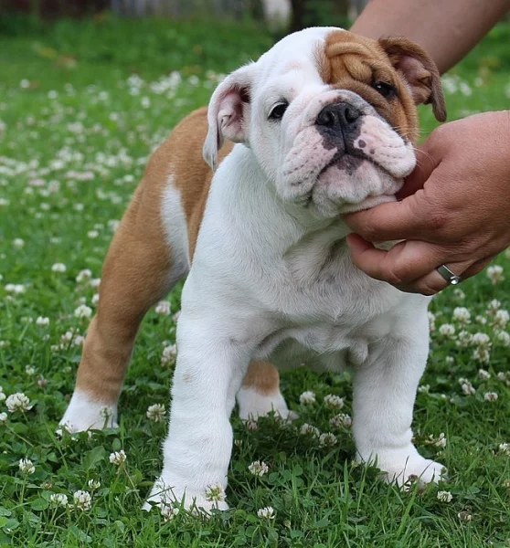 anglicky buldok s PP