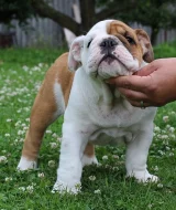 anglicky buldok s PP