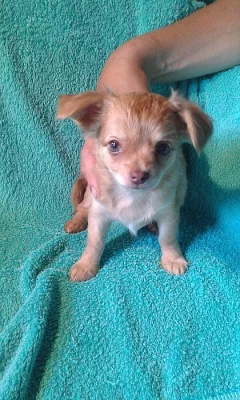 Prodám štěně čivavy dlouhosrsté