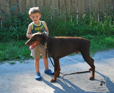 Dobrman štěňátko hnědý pejsek 11 měsíců  s  PP prodám