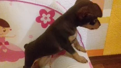 Pražský krysařík