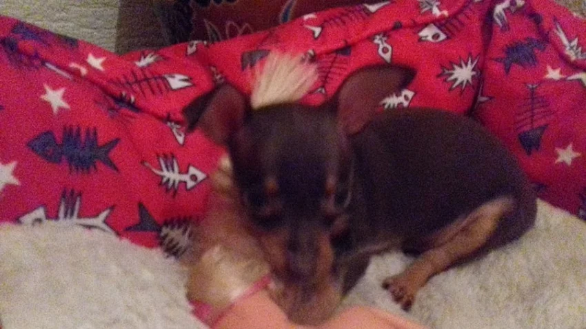 Pražský krysařík