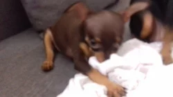 Pražský krysařík