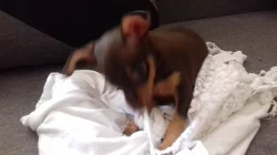 Pražský krysařík