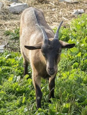 Letošní kozičky