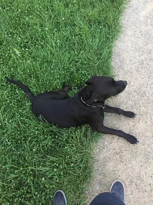 Nádherný roční pes do dobrých rukou!