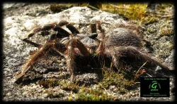 Nabídka sklípkanů pro zájmové chovy