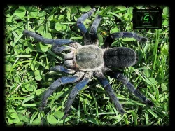 Nabídka sklípkanů pro zájmové chovy