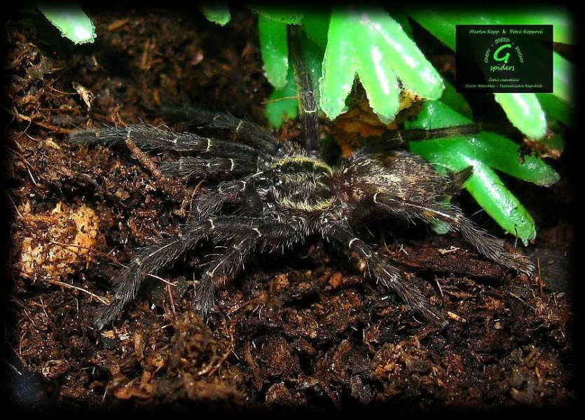 Nabídka sklípkanů pro zájmové chovy