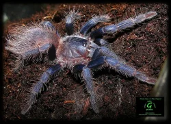 Nabídka sklípkanů pro zájmové chovy