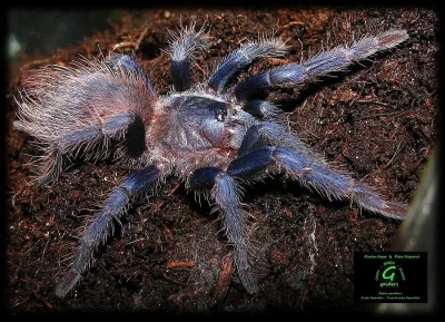 Nabídka sklípkanů pro zájmové chovy