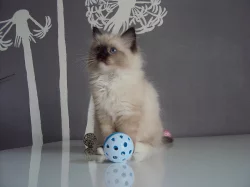 Ragdollí koťátka