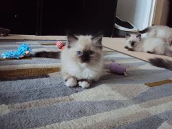 Ragdollí koťátka
