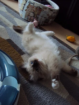 Ragdollí koťátka