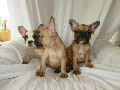 Jsme pro radost i zábavu