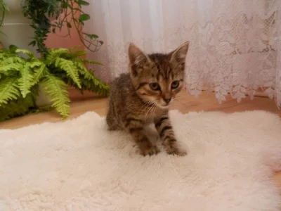 Kocourek hledá domov