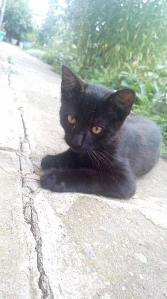 Kotě do dobrých rukou