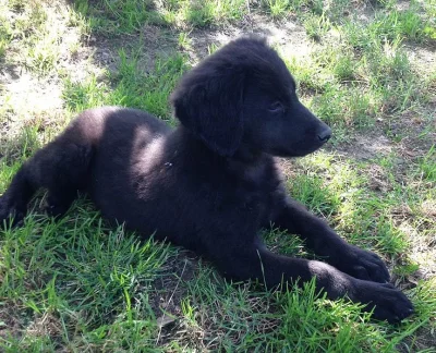 Štěňátka Hovawart