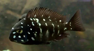 Tropheus duboisi