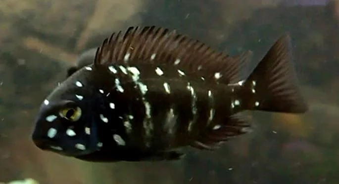 Tropheus duboisi