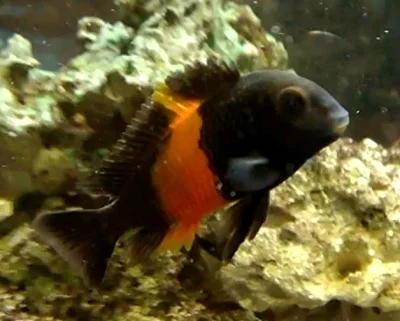 Tropheus bemba
