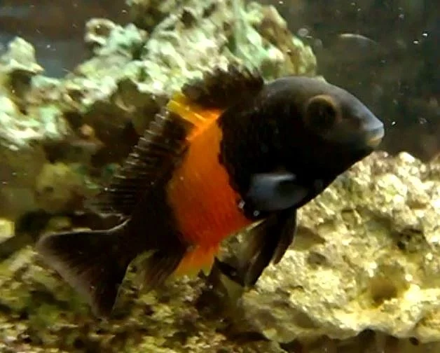 Tropheus bemba