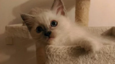 Ragdoll koťátka s PP odběr od 11.srpna.