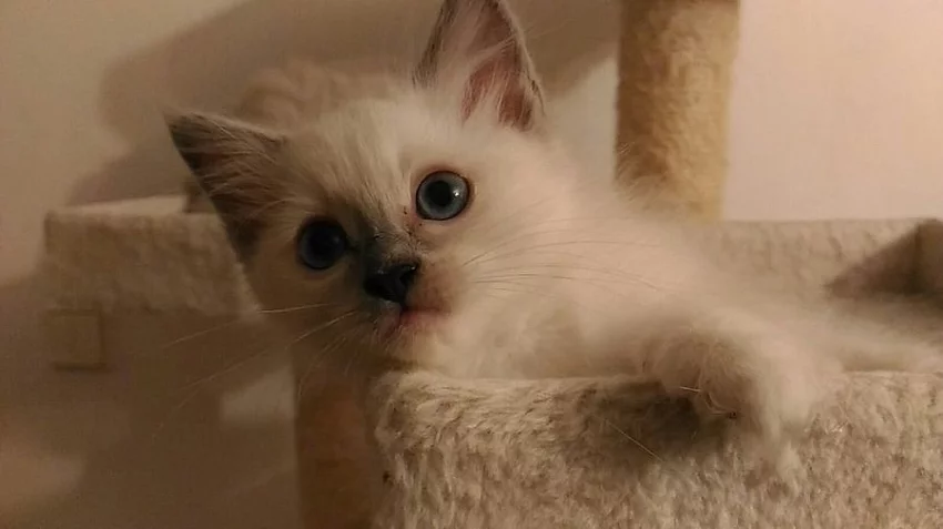 Ragdoll koťátka s PP odběr od 11.srpna.