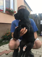 Německá doga štěňátka s PP