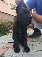 Německá doga štěňátka s PP