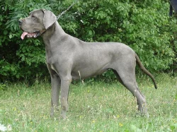 Německá doga štěňátka s PP