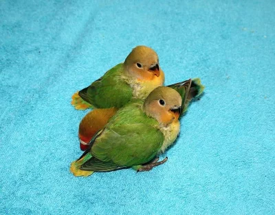 Agapornis růžohrdlý