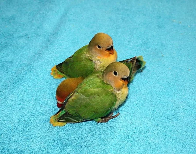 Agapornis růžohrdlý