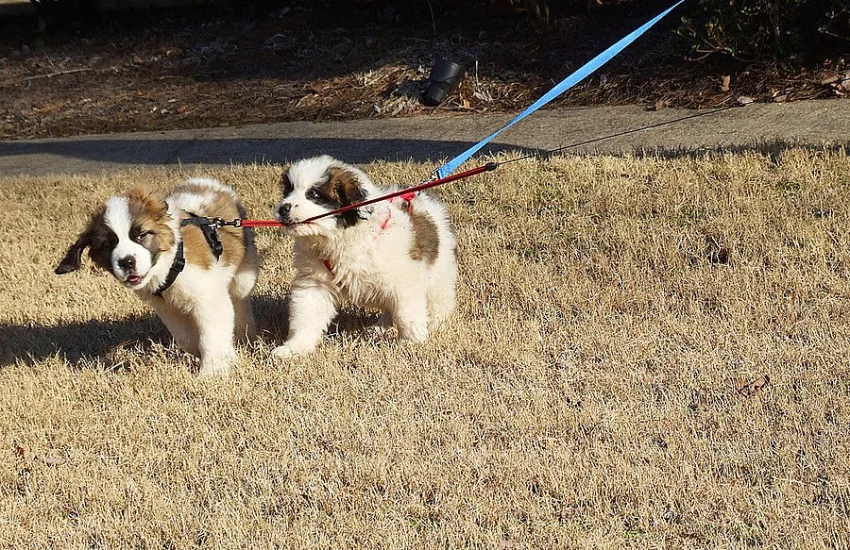 Dvě špičkové kurzy Saint Bernard jsou k dispozici